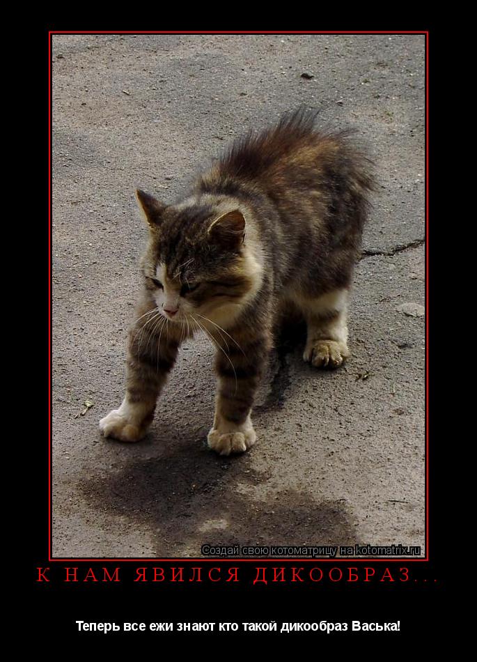 Котоматрица: К нам явился дикообраз... Теперь все ежи знают кто такой дикообраз Васька!