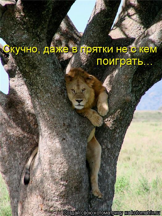Котоматрица: поиграть... Скучно, даже в прятки не с кем