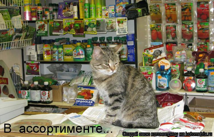 Котоматрица: В  ассортименте...