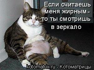 Котоматрица: Если считаешь меня жирным - то ты смотришь в зеркало