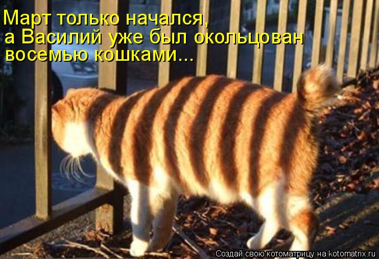Котоматрица: Март только начался, а Василий уже был окольцован восемью кошками...