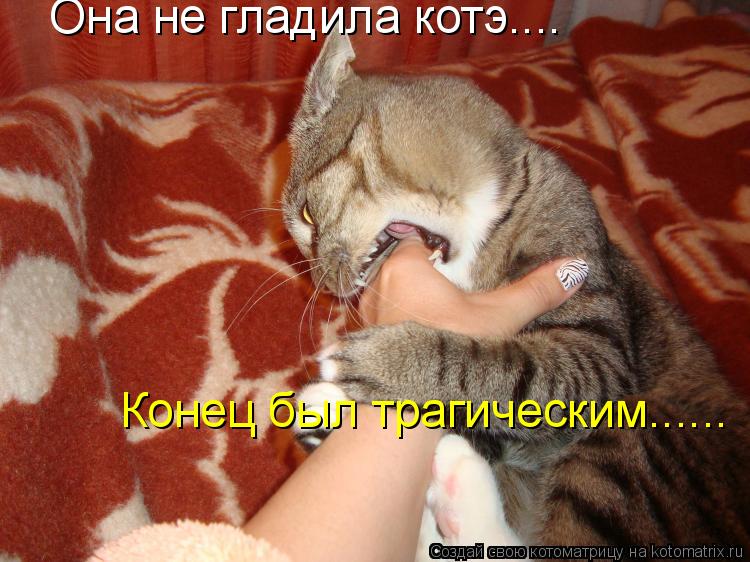 Котоматрица: Она не гладила котэ.... Конец был трагическим......