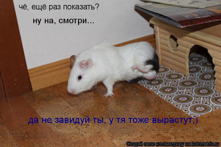 чё, ещё раз показать? ну на, смотри... да не завидуй ты, у тя тоже вырастут;)... Котоматрица: чё, ещё раз показать? ну на, смотри... да не завидуй ты, у тя тоже вырастут;)
