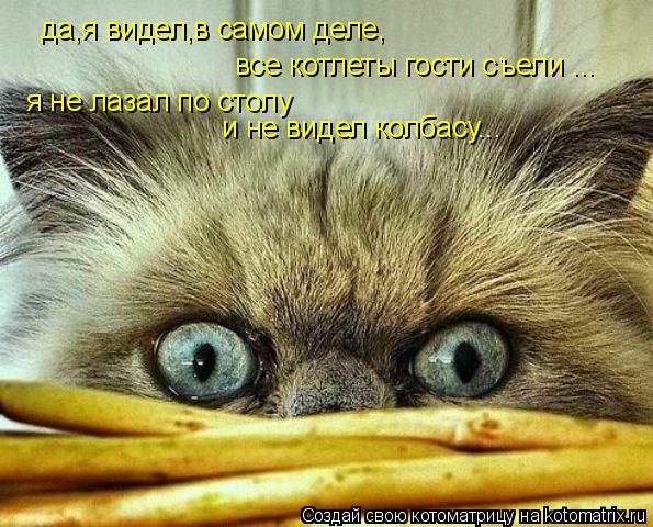 да,я видел,в самом деле, все котлеты гости съели ... я не лазал по столу и не видел колбасу...... Котоматрица: да,я видел,в самом деле, все котлеты гости съели ... я не лазал по столу и не видел колбасу...