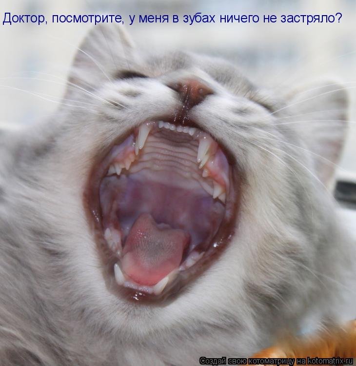 Доктор, посмотрите, у меня в зубах ничего не застряло?... Котоматрица: Доктор, посмотрите, у меня в зубах ничего не застряло?