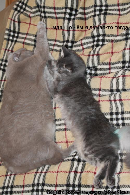 мда....о чём я думал-то тогда...... Котоматрица: мда....о чём я думал-то тогда...