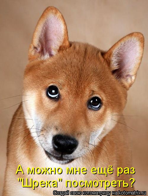 А можно мне ещё раз "Шрека" посмотреть?... Котоматрица: А можно мне ещё раз "Шрека" посмотреть?