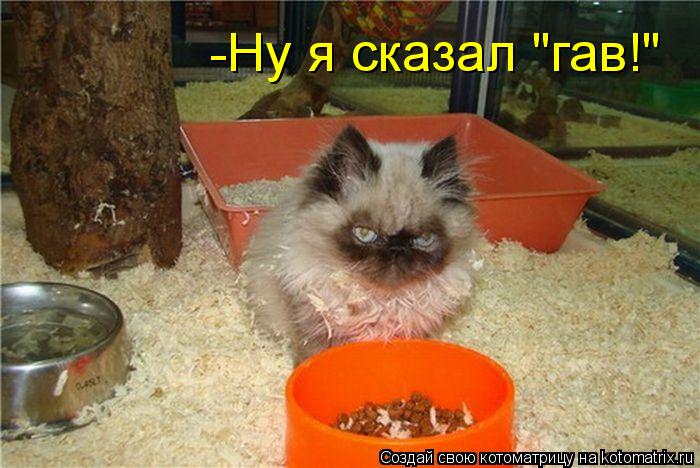-Ну я сказал "гав!"... Котоматрица: -Ну я сказал "гав!"