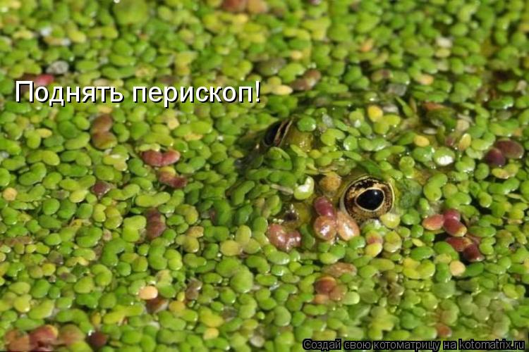 Поднять перископ!... Котоматрица: Поднять перископ!