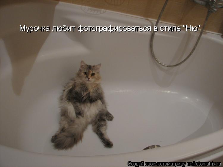 Мурочка любит фотографироваться в стиле "Ню"... Котоматрица: Мурочка любит фотографироваться в стиле "Ню"