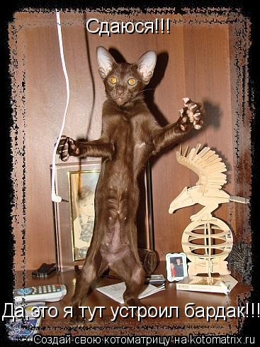 Котоматрица: Сдаюся!!! Да,это я тут устроил бардак!!!