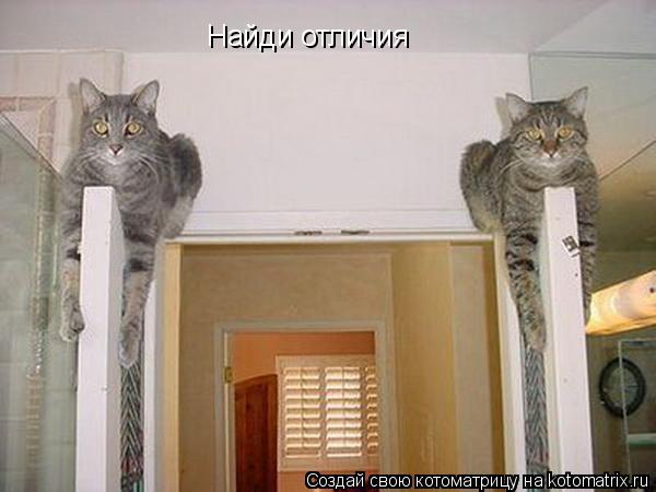 Котоматрица: Найди отличия
