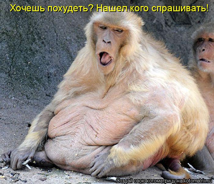 Котоматрица: Хочешь похудеть? Нашел кого спрашивать!