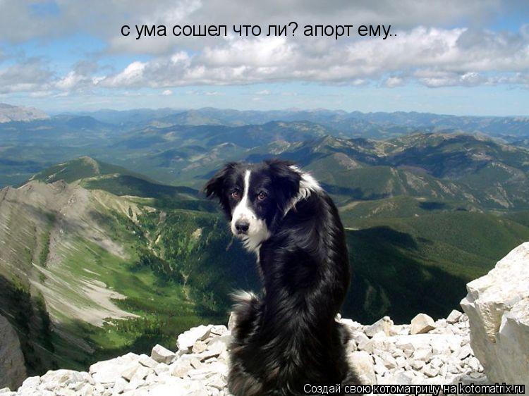 Котоматрица: с ума сошел что ли? апорт ему..