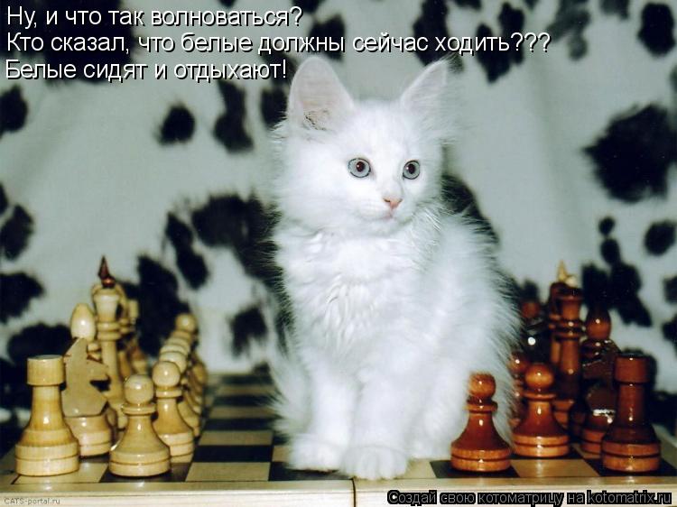 Ну, и что так волноваться? Кто сказал, что белые должны сейчас ходить??? Белые сидят и отдыхают!... Котоматрица: Ну, и что так волноваться? Кто сказал, что белые должны сейчас ходить??? Белые сидят и отдыхают!