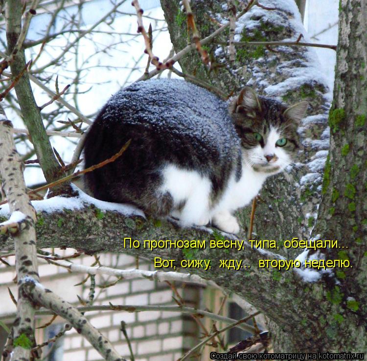 Котоматрица: По прогнозам весну, типа, обещали... Вот, сижу,  жду...  вторую неделю.