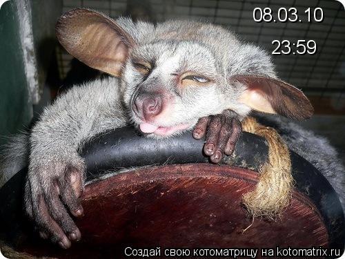 Котоматрица: 08.03.10 23:59