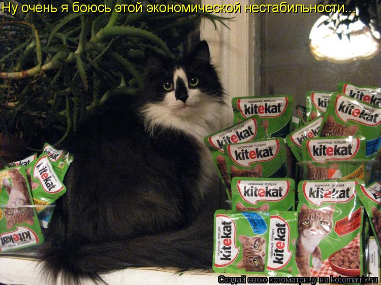Котоматрица: Ну очень я боюсь этой экономической нестабильности...