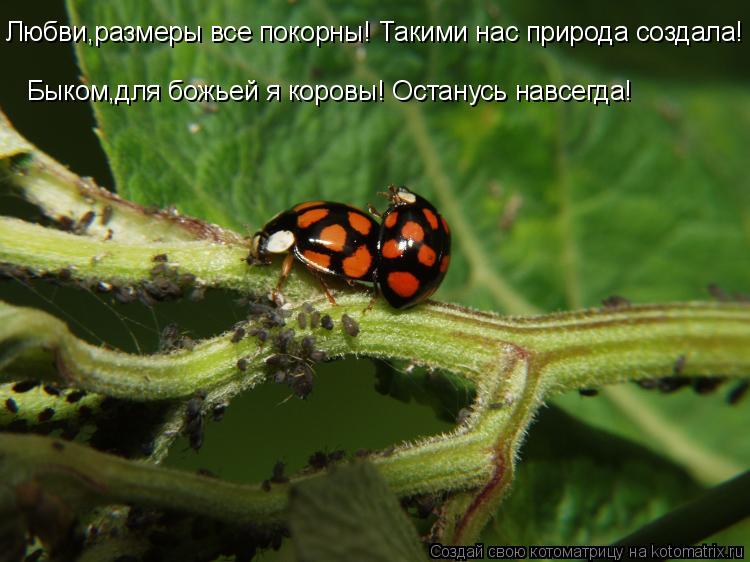 Котоматрица: Любви,размеры все покорны! Такими нас природа создала! Быком,для божьей я коровы! Останусь навсегда!