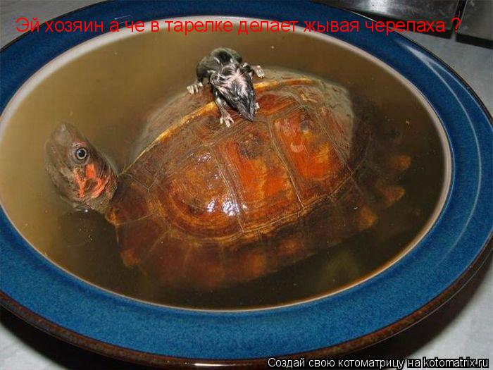 Котоматрица: Эй хозяин а че в тарелке делает жывая черепаха ?