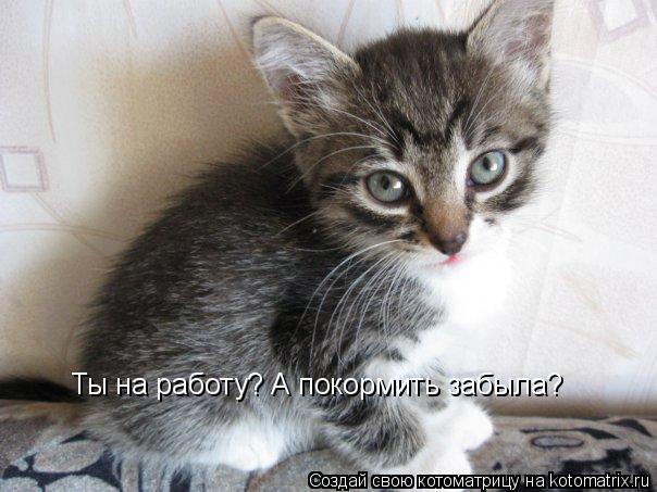 Котоматрица: Ты на работу? А покормить забыла?