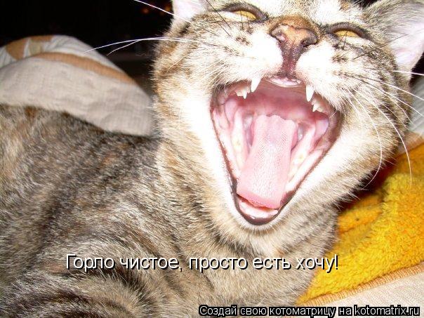 Котоматрица: Горло чистое, просто есть хочу!