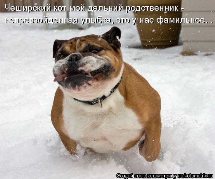 Котоматрица: Чеширский кот мой дальний родственник - непревзойденная улыбка, это у нас фамильное...