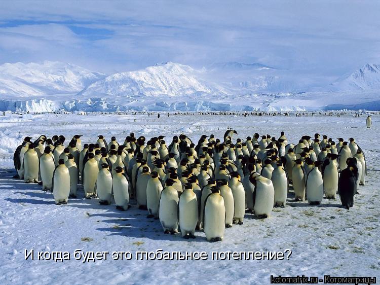 Котоматрица: И когда будет это глобальное потепление?