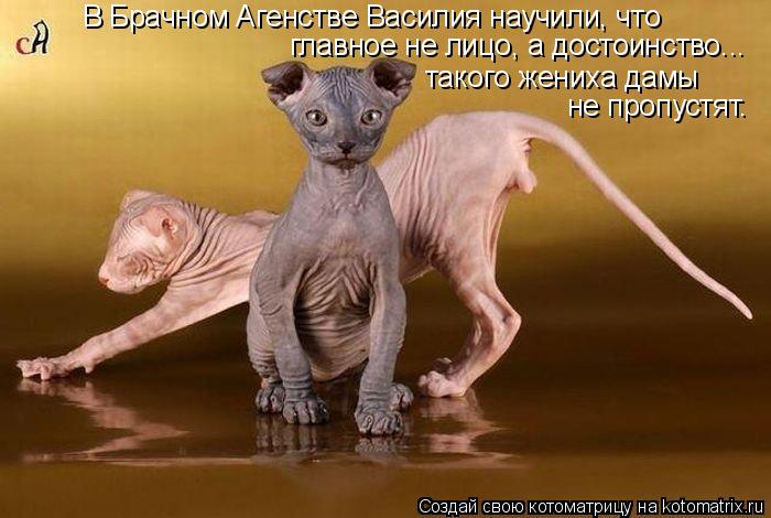 Котоматрица: В Брачном Агенстве Василия научили, что  главное не лицо, а достоинство... такого жениха дамы  не пропустят.