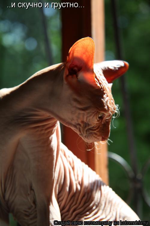 Котоматрица: ..и скучно и грустно...