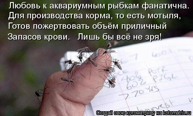 Котоматрица: Любовь к аквариумным рыбкам фанатична.  Для производства корма, то есть мотыля, Готов пожертвовать объём приличный   Запасов крови.   Лишь бы