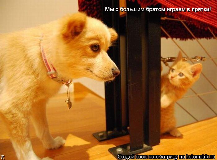 Котоматрица: Мы с большим братом играем в прятки!