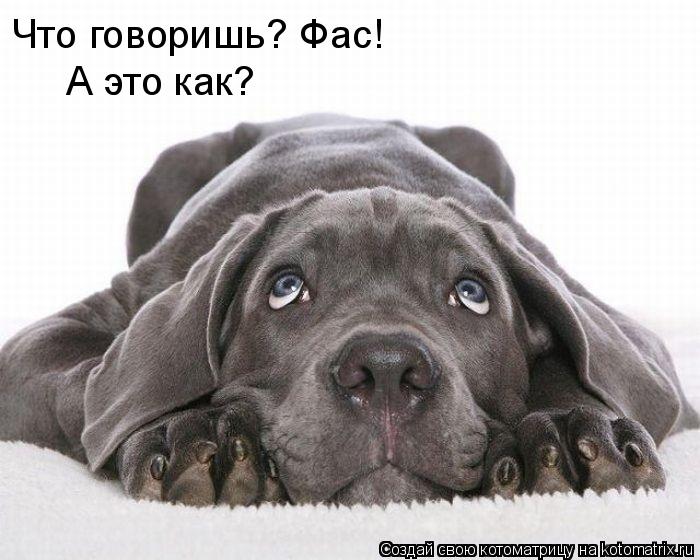 Котоматрица: Что говоришь? Фас!  А это как?