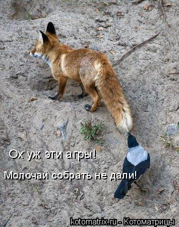 Котоматрица: Ох уж эти агры! Молочай собрать не дали!