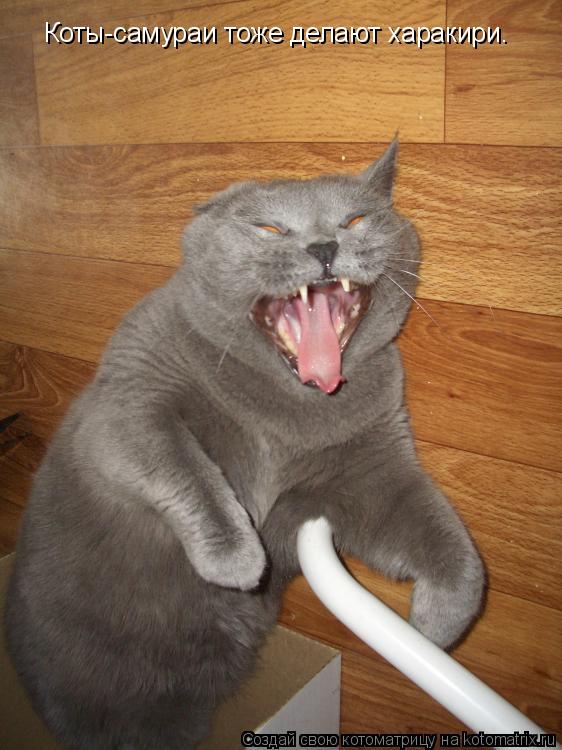 Котоматрица: Коты-самураи тоже делают харакири.