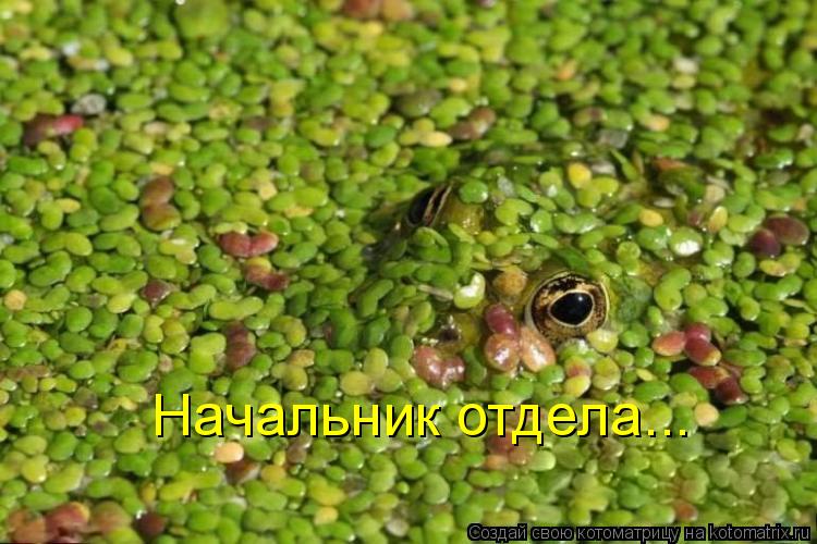 Котоматрица: Начальник отдела...
