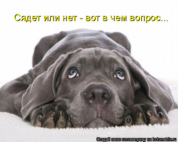 Котоматрица: Сядет или нет - вот в чем вопрос...