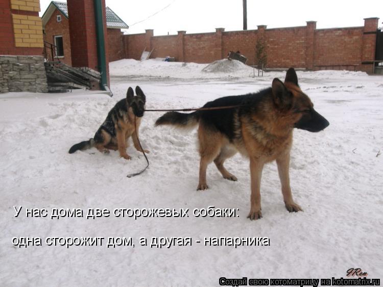 Котоматрица: У нас дома две сторожевых собаки: одна сторожит дом, а другая - напарника