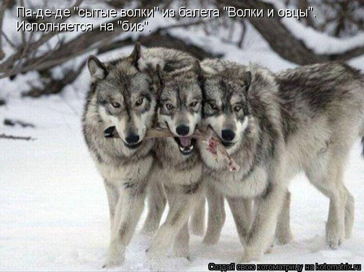 Котоматрица: Па-де-де "сытые волки" из балета "Волки и овцы".  Исполняется  на "бис".