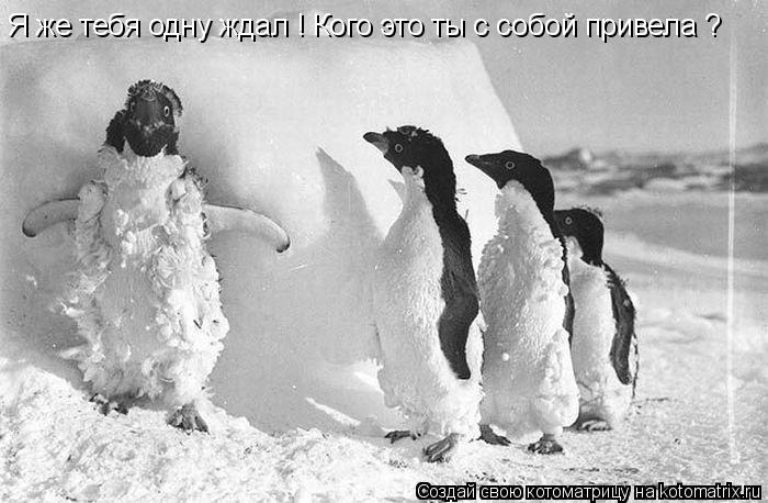 Котоматрица: Я же тебя одну ждал ! Кого это ты с собой привела ?