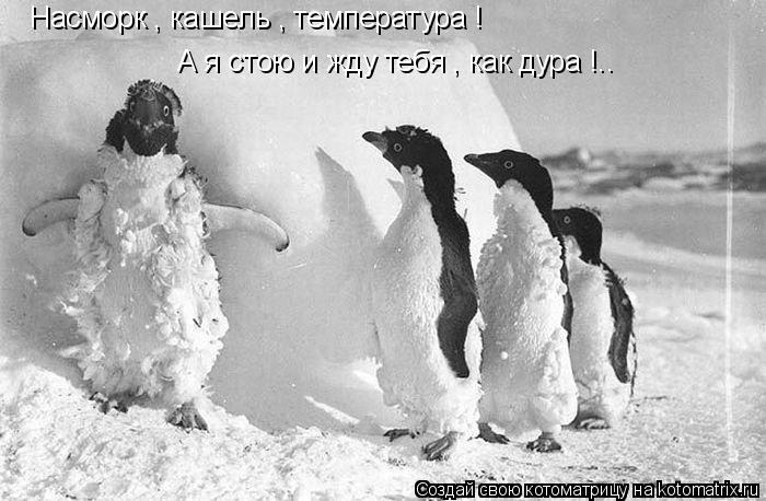 Котоматрица: Насморк , кашель , температура ! А я стою и жду тебя , как дура !..