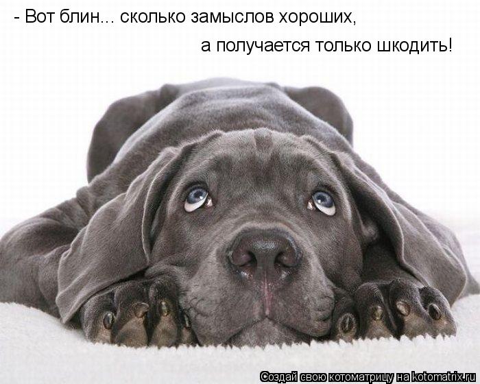 Котоматрица: - Вот блин... сколько замыслов хороших,  а получается только шкодить!