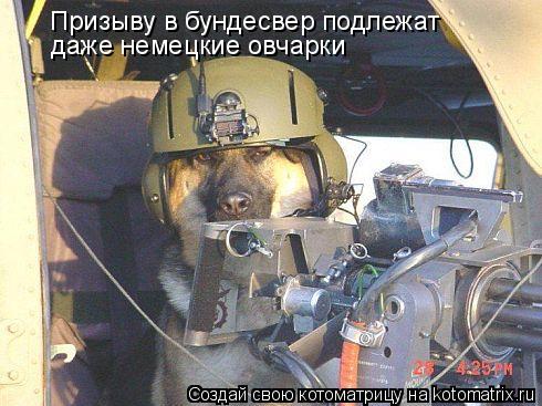 Котоматрица: Призыву в бундесвер подлежат  даже немецкие овчарки