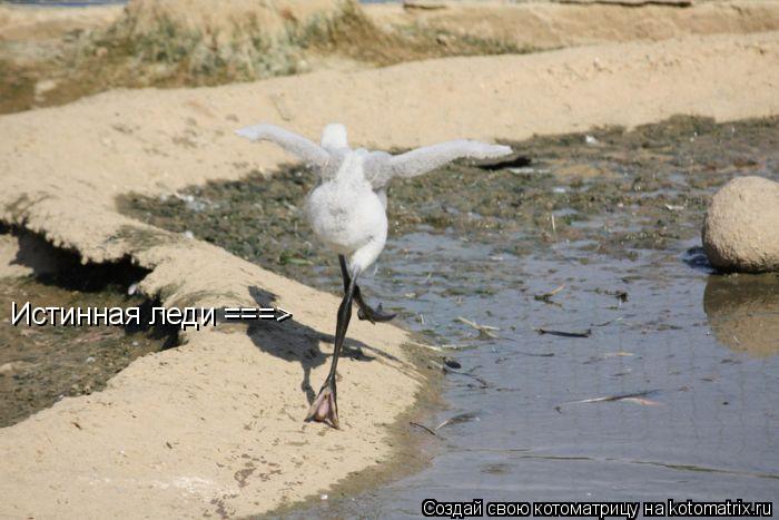 Котоматрица: Истинная леди ===>