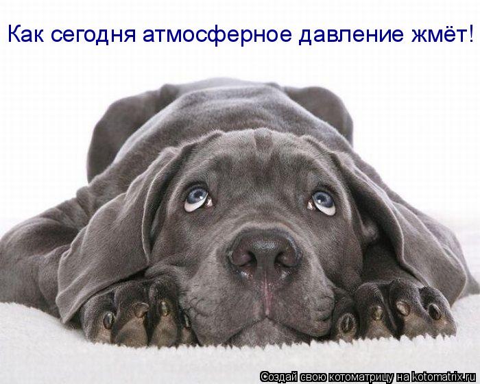 Котоматрица: Как сегодня атмосферное давление жмёт!