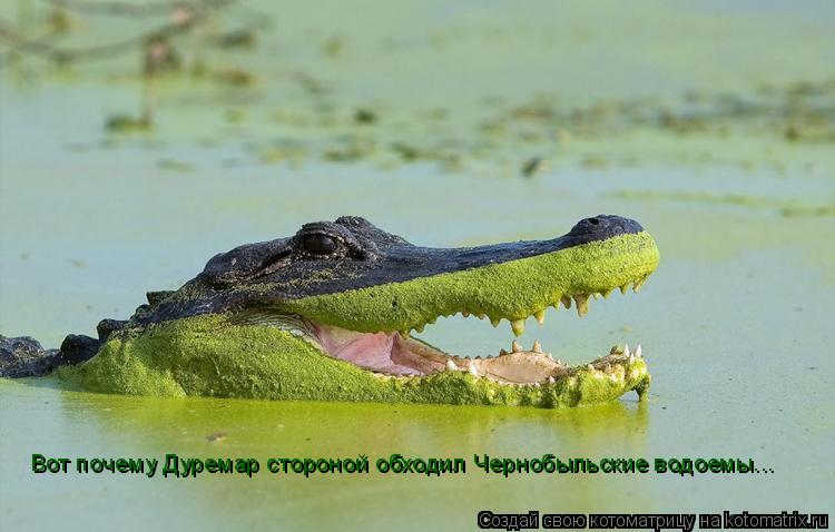 Котоматрица: Вот почему Дуремар стороной обходил Чернобыльские водоемы...