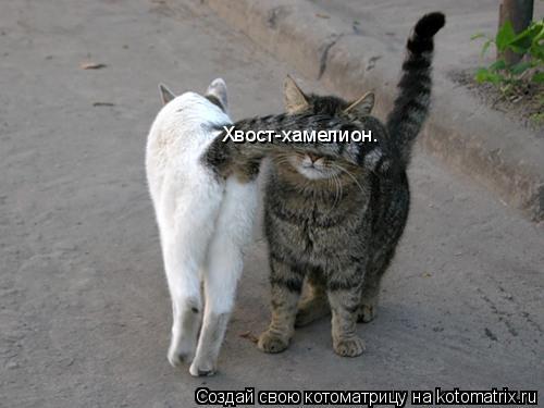 Котоматрица: Хвост-хамелион.
