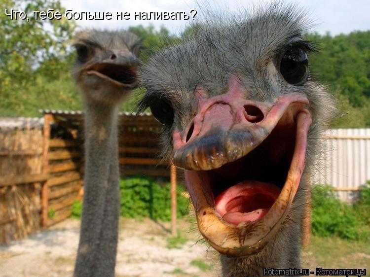 Котоматрица: Что, тебе больше не наливать?