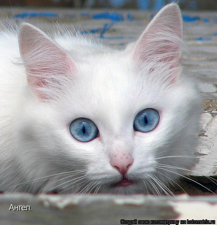 Котоматрица: Ангел.
