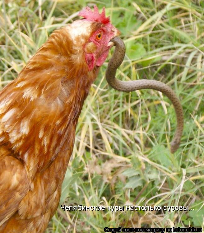 Котоматрица: Челябинские куры настолько суровы...